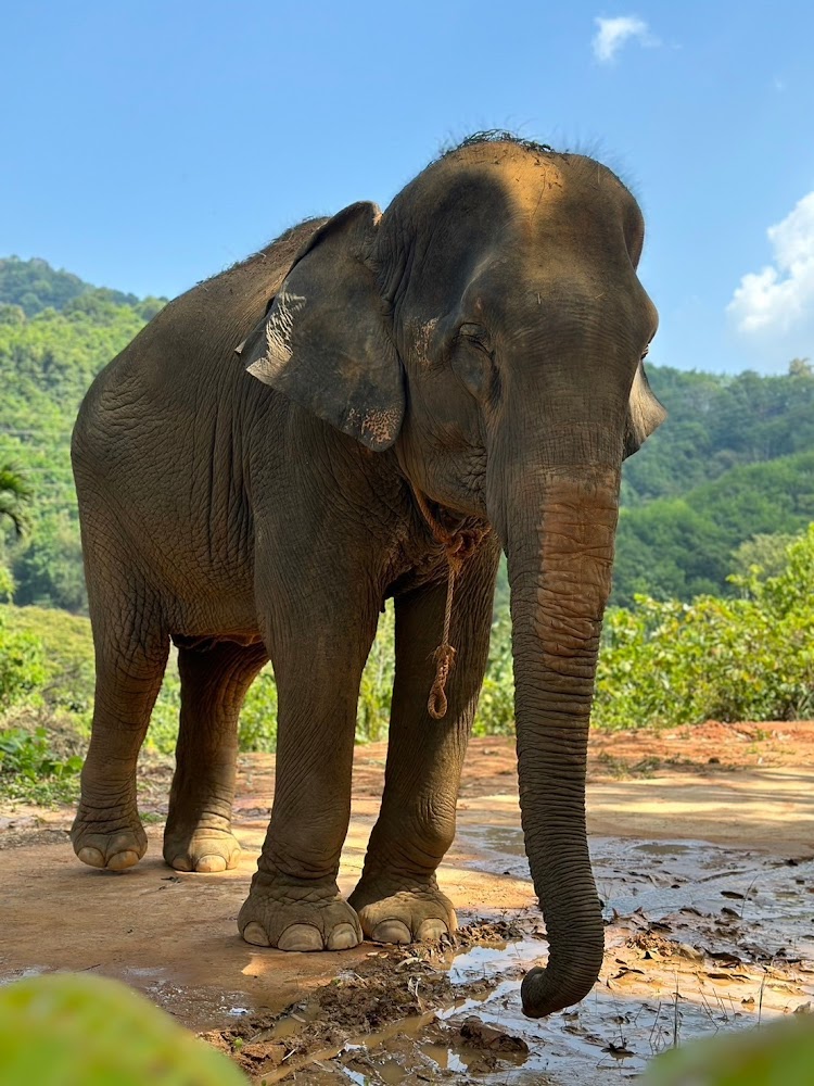 Chaba the elephant at Phuket Elephant Park